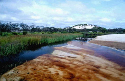 Tannin stained creek, Shelburne Bay hinterlands